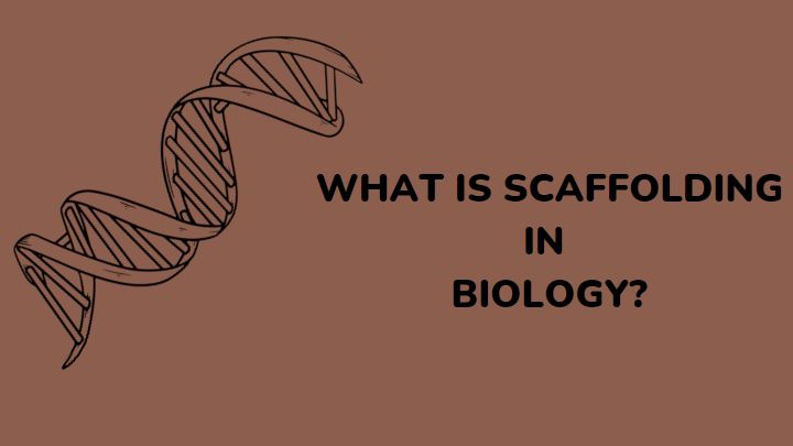 what is scaffolding in biology - gezro