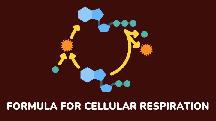 formula for cellular respiration - gezro