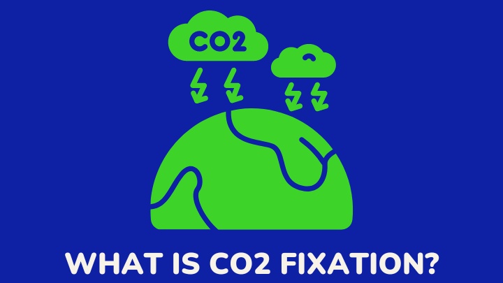 carbon dioxide fixation - gezro