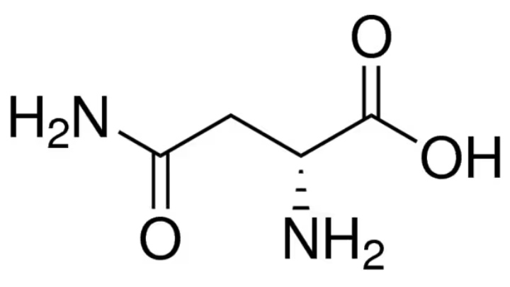 asparagine nonessential amino acid - gezro