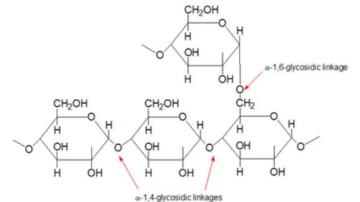 glycogen structure - gezro