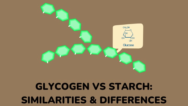 glycogen vs starch - gezro