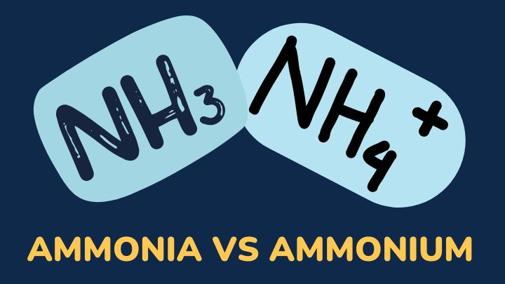 ammonia vs ammonium - gezro