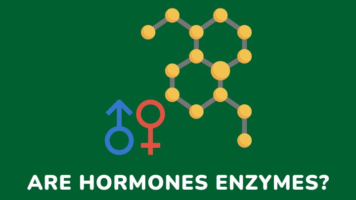are hormones enzymes - gezro
