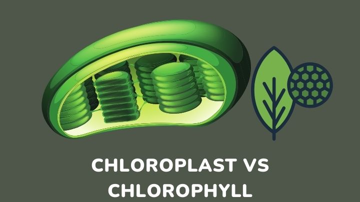 chloroplast vs chlorophyll - gezro