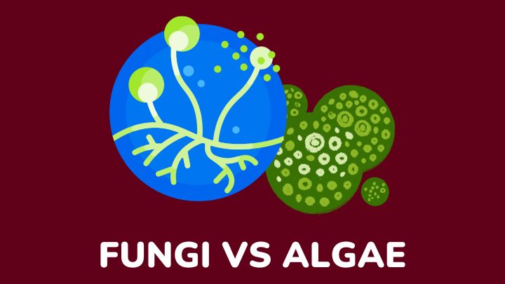 fungi vs algae - gezro
