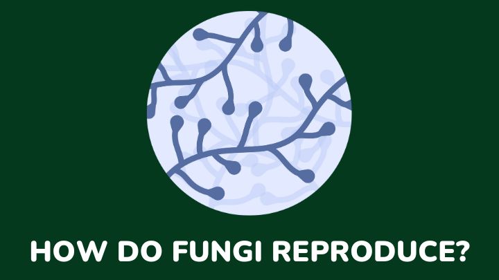 how do fungi reproduce - gezro