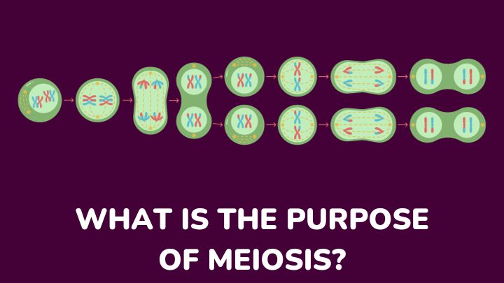 what is the purpose of meiosis - gezro