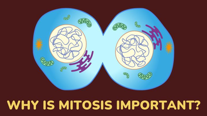 why is mitosis important - gezro