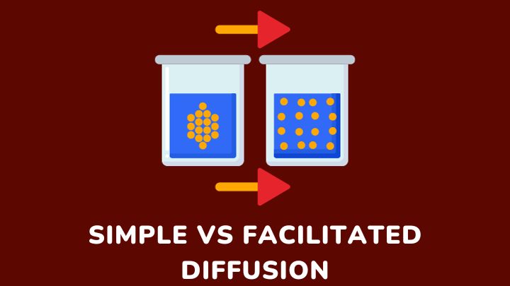 simple vs facilitated diffusion - millenora